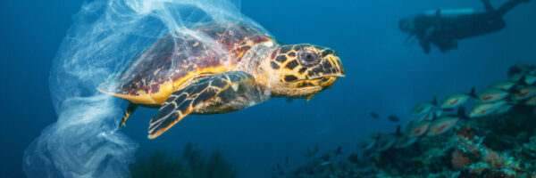 PlasticBlog2