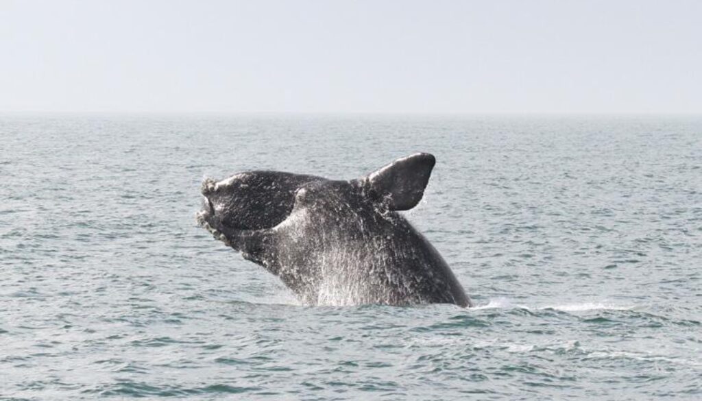 Right Whales