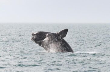 Right Whales