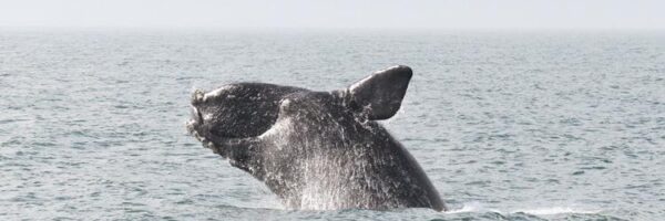Right Whales