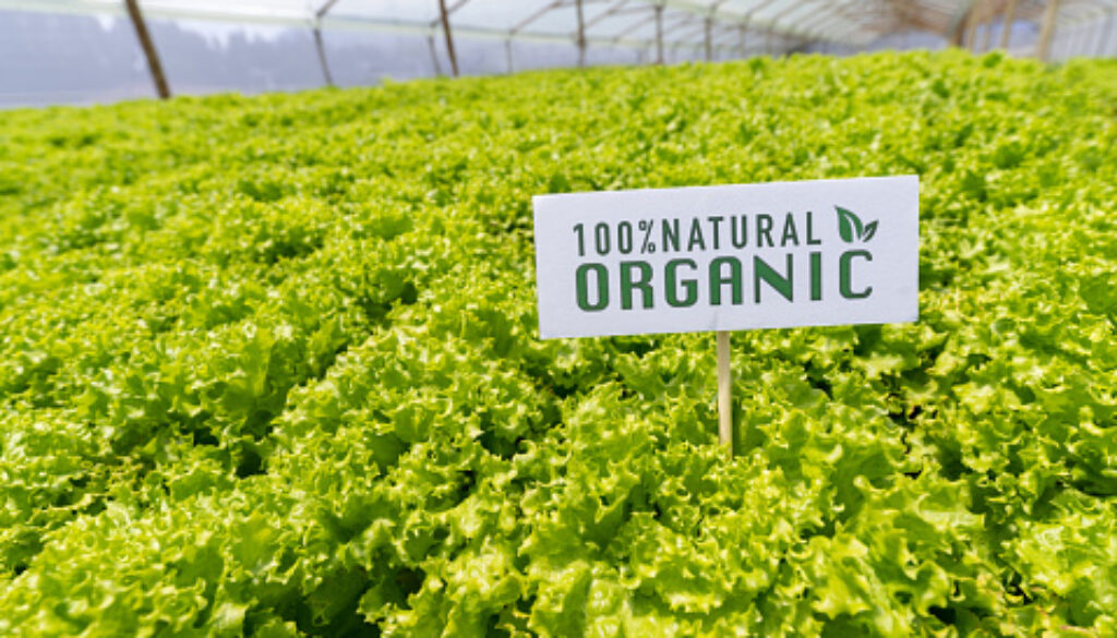 Field of lettuce at an organic farm - agriculture concepts