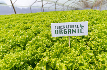 Field of lettuce at an organic farm - agriculture concepts