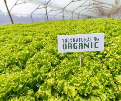 Field of lettuce at an organic farm - agriculture concepts