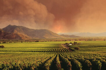 wildfire over vineyards