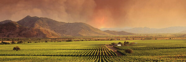 wildfire over vineyards