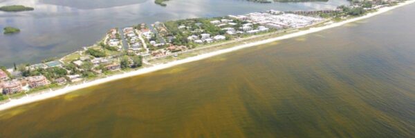 Red tide
