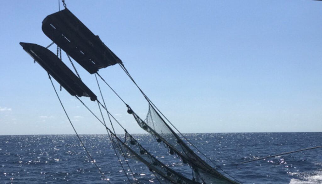 NOAA Gulf of Mexico trawl survey