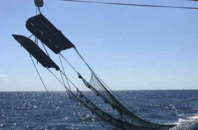 NOAA Gulf of Mexico trawl survey