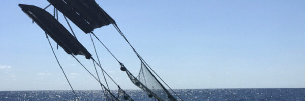 NOAA Gulf of Mexico trawl survey NOAA Gulf of Mexico trawl survey