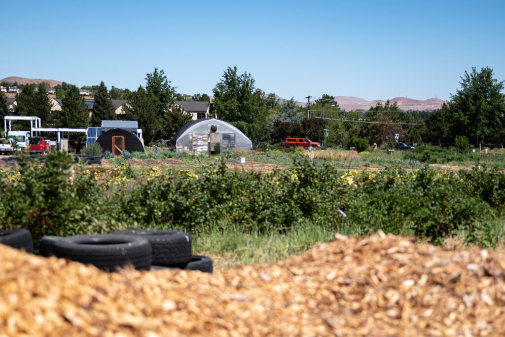 Fighting food insecurity through urban farming - The New Lede