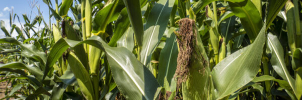 Corn Corn