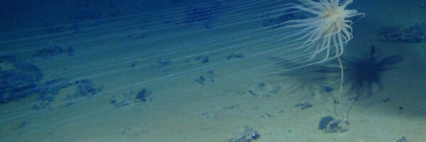 CCZ species CCZ species