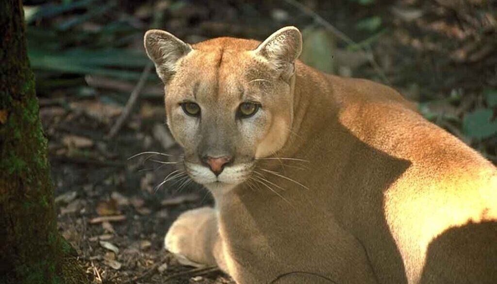 Florida panther