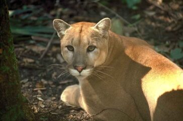 Florida panther