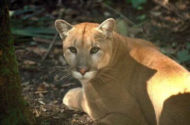 Florida panther