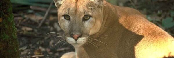 Florida panther