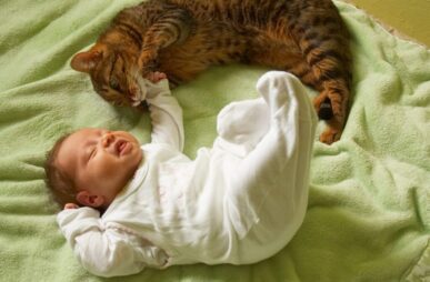 PetFoodTextileBlog