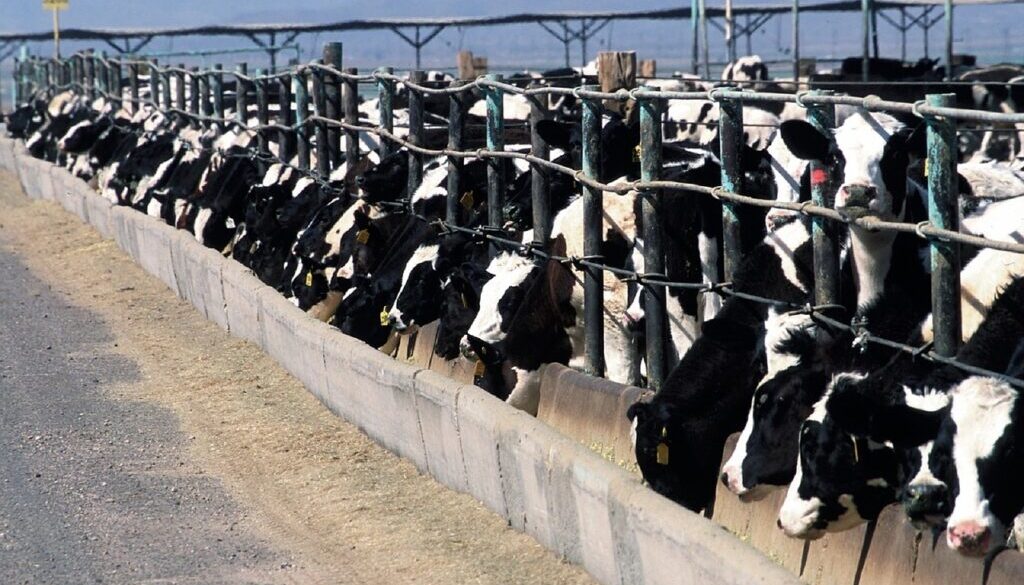 cattle-feedlot-868032_1280