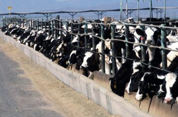 cattle-feedlot-868032_1280