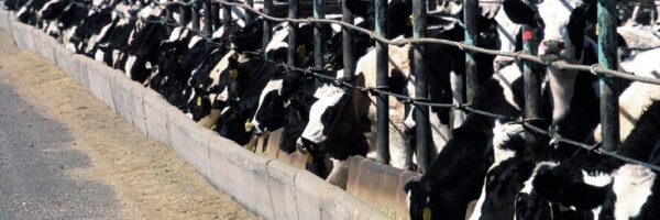 cattle-feedlot-868032_1280