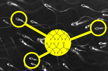 pfas-sperm