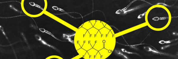 pfas-sperm