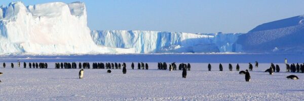 penguins-g6b8f34dfb_1920