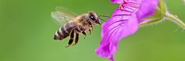 bees