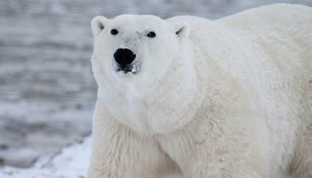 A polar bear stands against a gray, snowy backdrop.