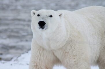 A polar bear stands against a gray, snowy backdrop.