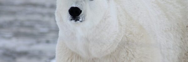 A polar bear stands against a gray, snowy backdrop.