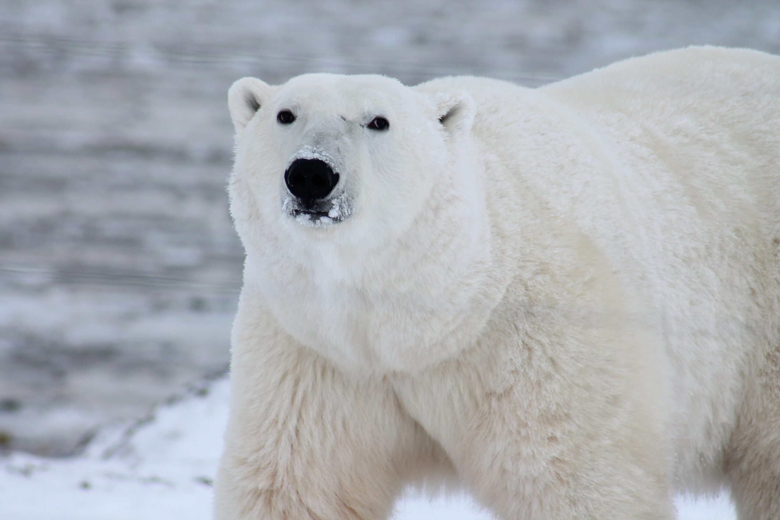 A polar bear stands against a gray, snowy backdrop.