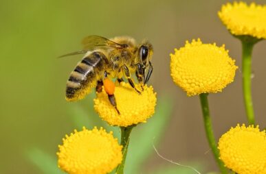 bee