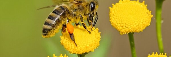 bee