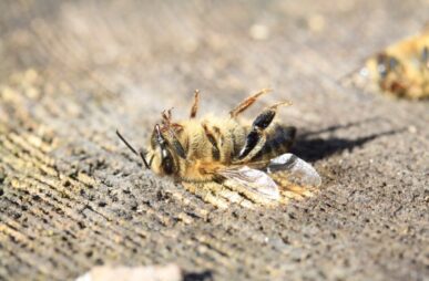 dead bees