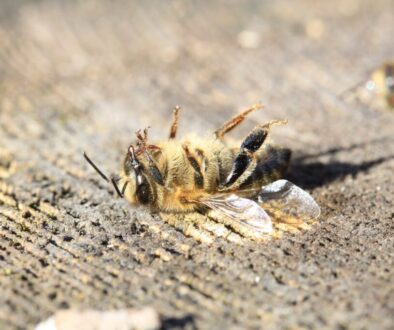 dead bees