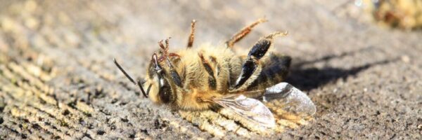 dead bees