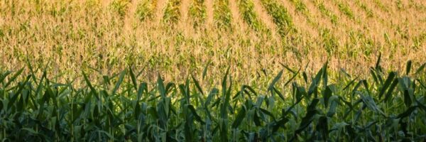 corn