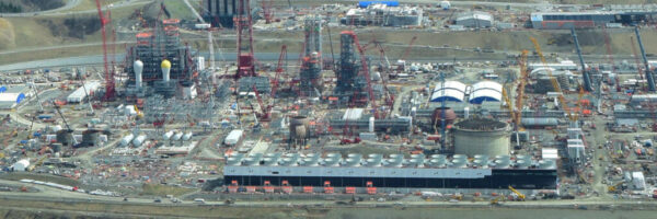 1--shell-plant.