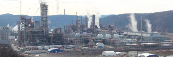 shell plant 3 shell plant 3
