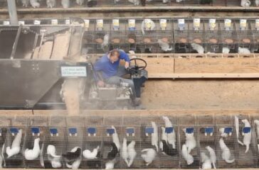 Zimbal_filling nest boxes