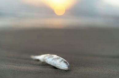mariya-Hs3DDY9HwCg-unsplash
