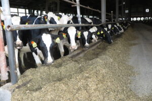 Cows in minnesota 3 In: Universities Partly to Blame For Excess Fertilizer Use | Our Santa Fe River, Inc. (OSFR) | Protecting the Santa Fe River