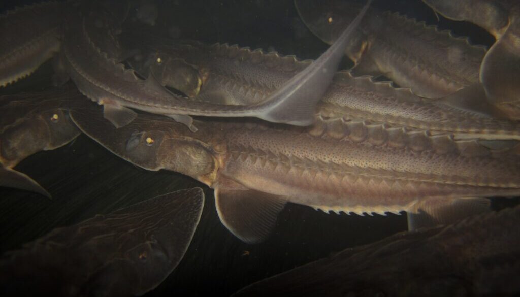 RSpallid_sturgeon_USFWS_FPWC