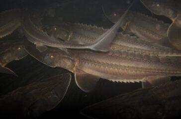 RSpallid_sturgeon_USFWS_FPWC