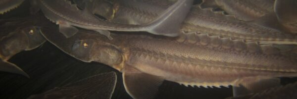 RSpallid_sturgeon_USFWS_FPWC RSpallid_sturgeon_USFWS_FPWC