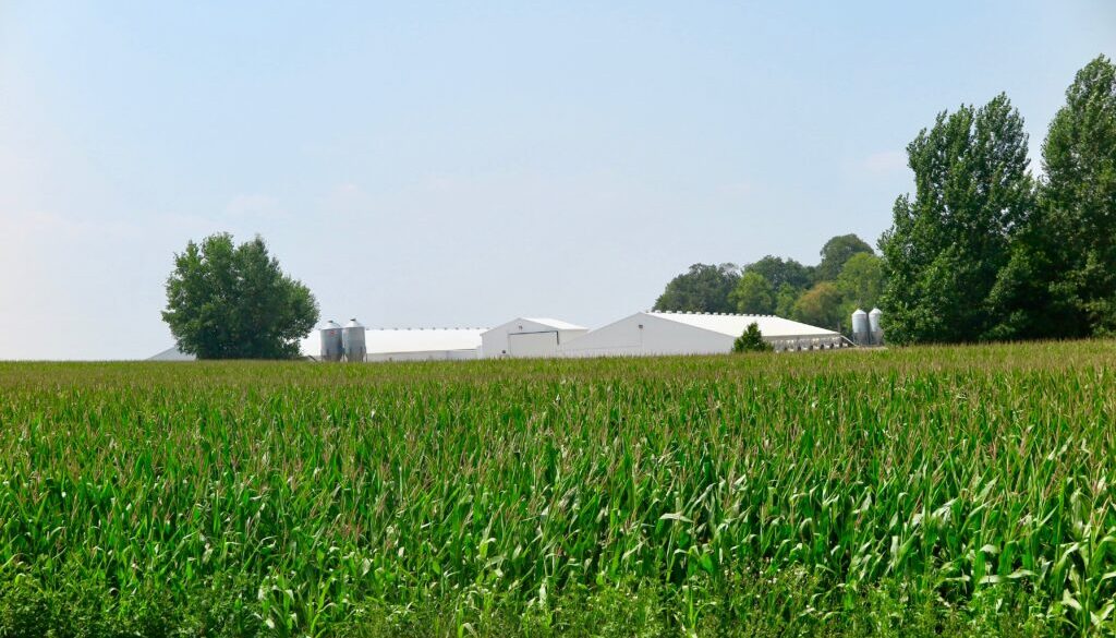 corn in minnesota