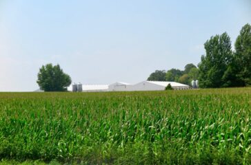 corn in minnesota