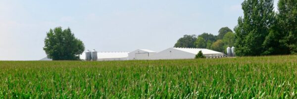 corn in minnesota