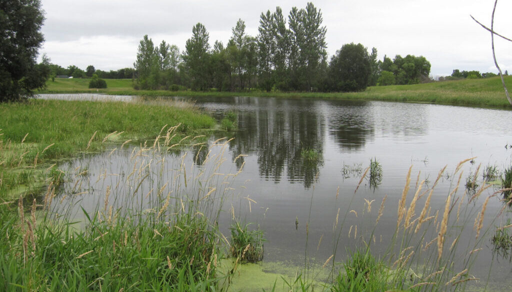 isolated wetland